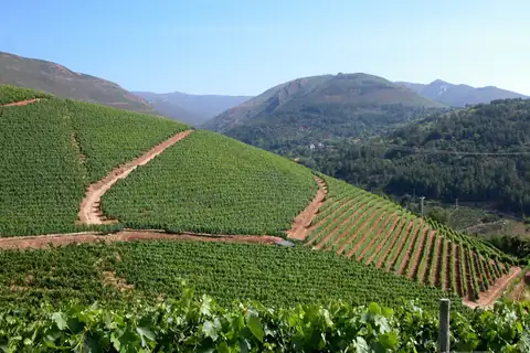 Viñedos en terrazas sobre las laderas de Valdeorras cerca del Hotel Pazo do Castro